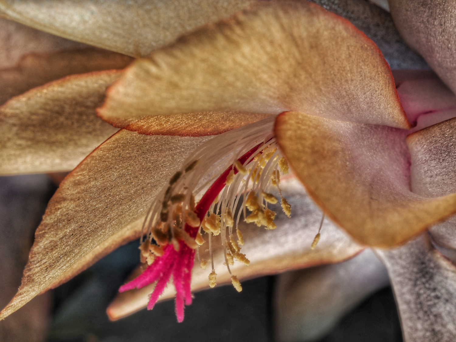 Blüte eines Weihnachtskaktuss