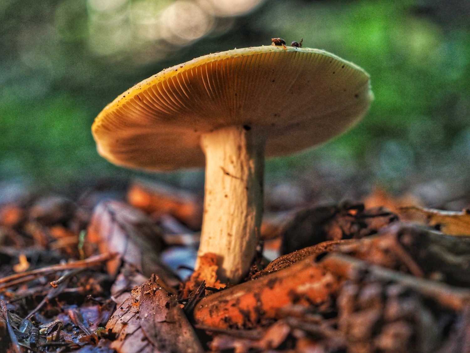 Pilz an der Grenzerquelle